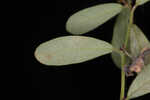 Florida leaf-flower